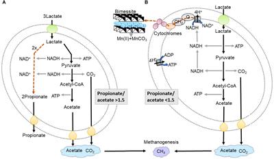 The Effect of Dissimilatory Manganese Reduction on Lactate Fermentation and Microbial Community Assembly